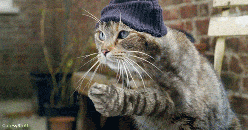 welcome to the cat town